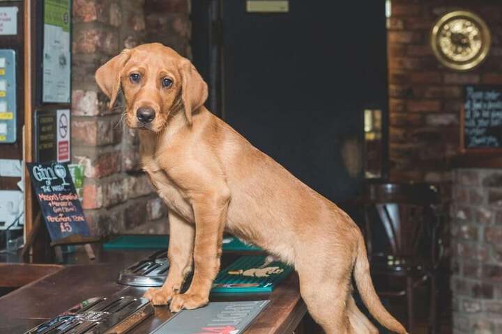 The Oak Wheel Pub Image 3