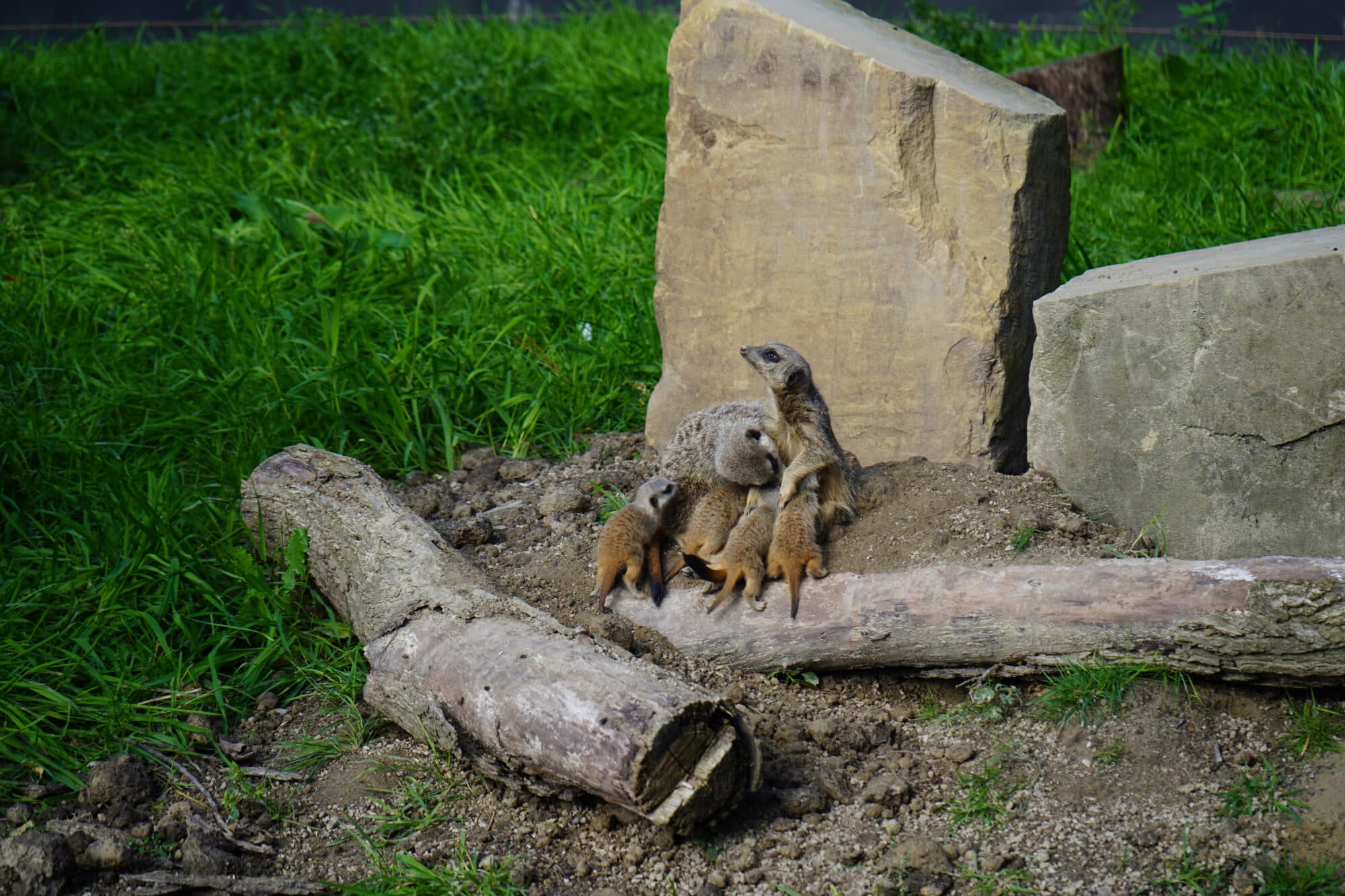 Meet the Meerkat Pups: This Weekend!