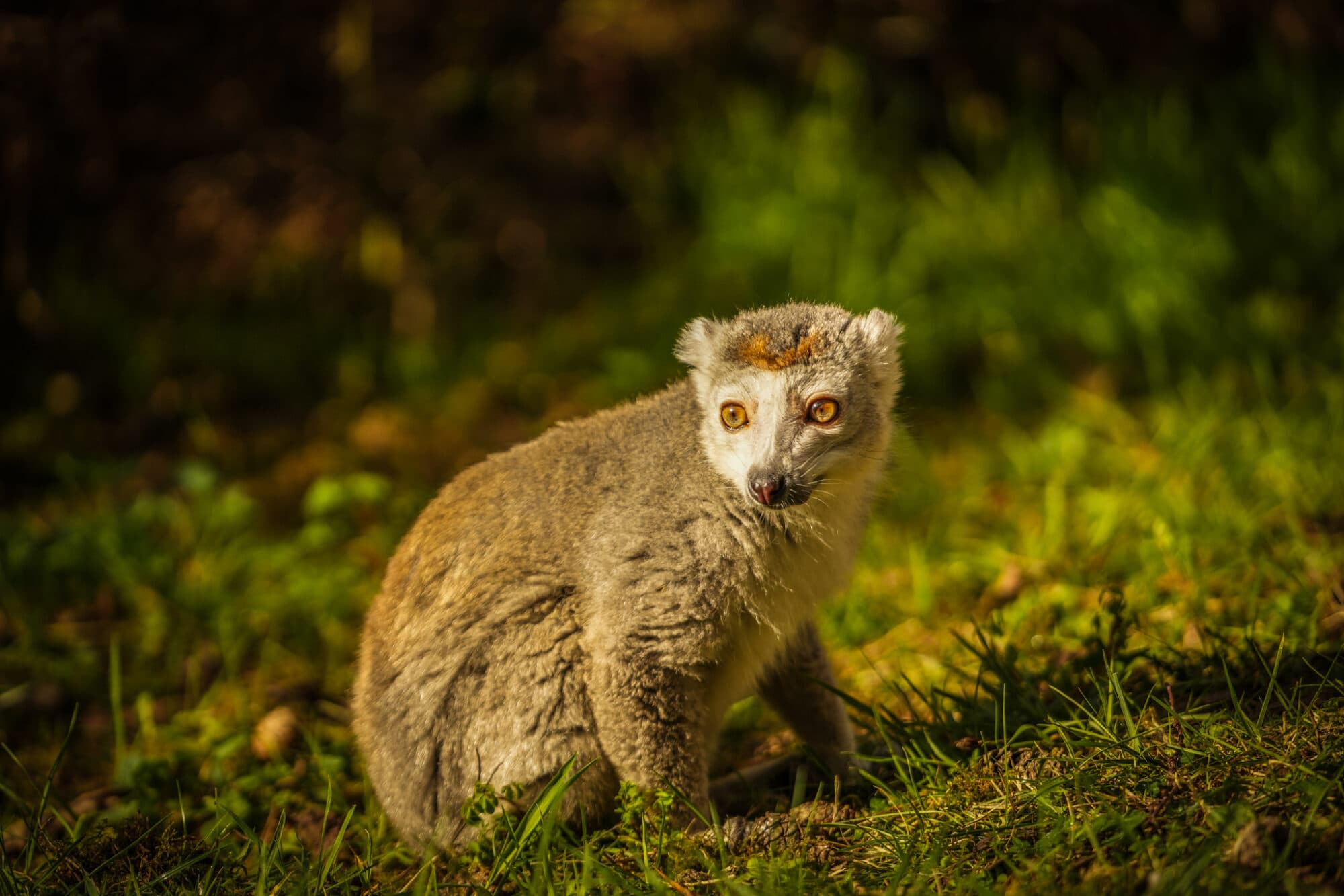 new crowned Lemur