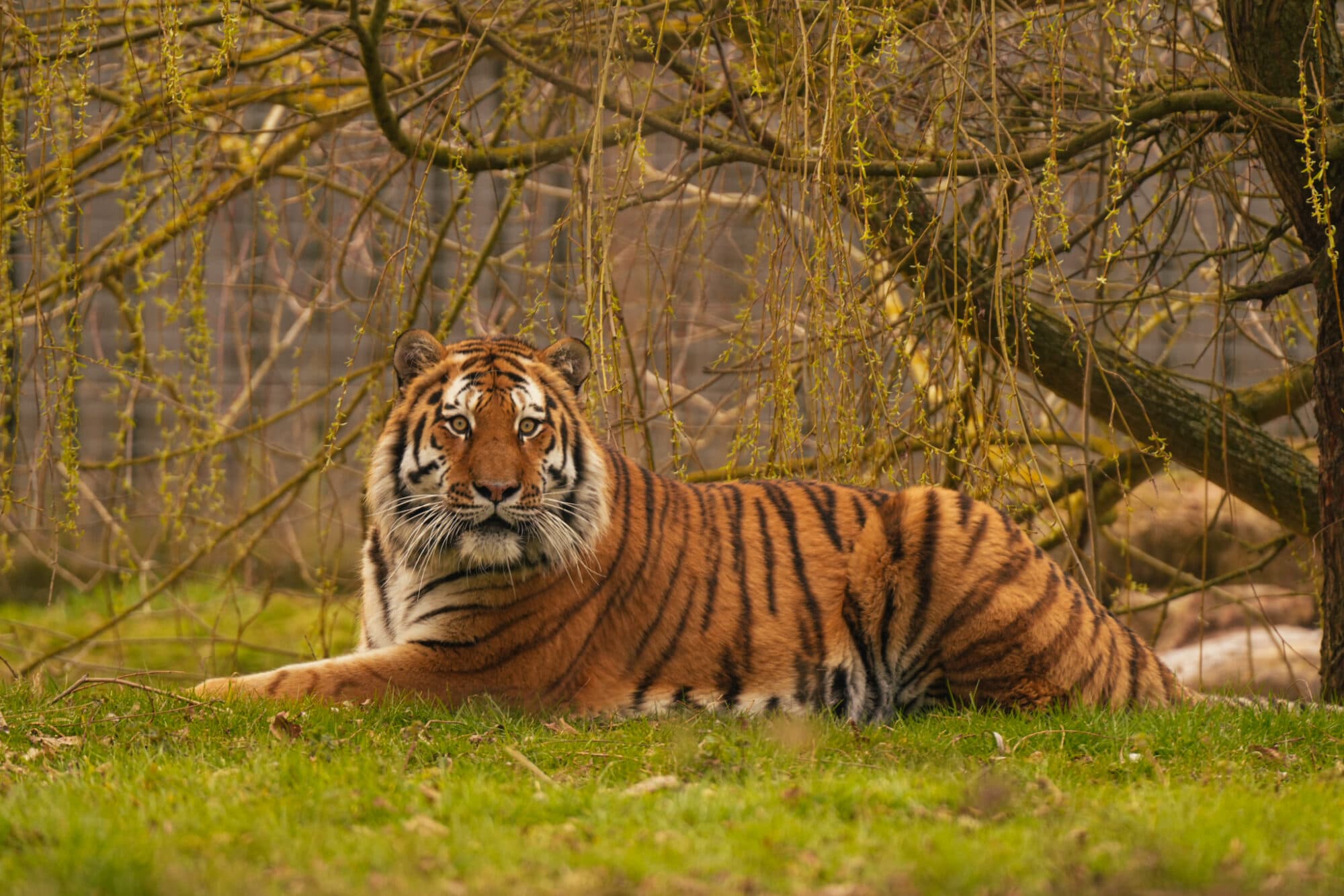 Amur Tiger at YWP