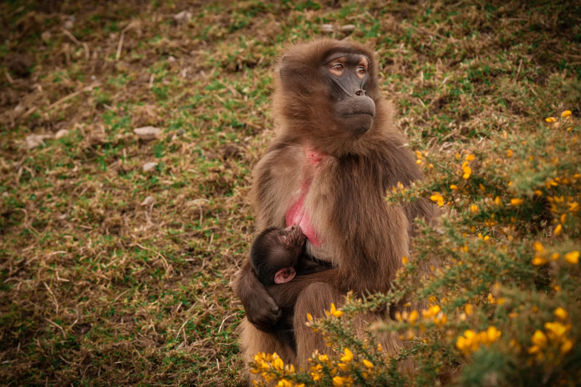 Gelada monkey