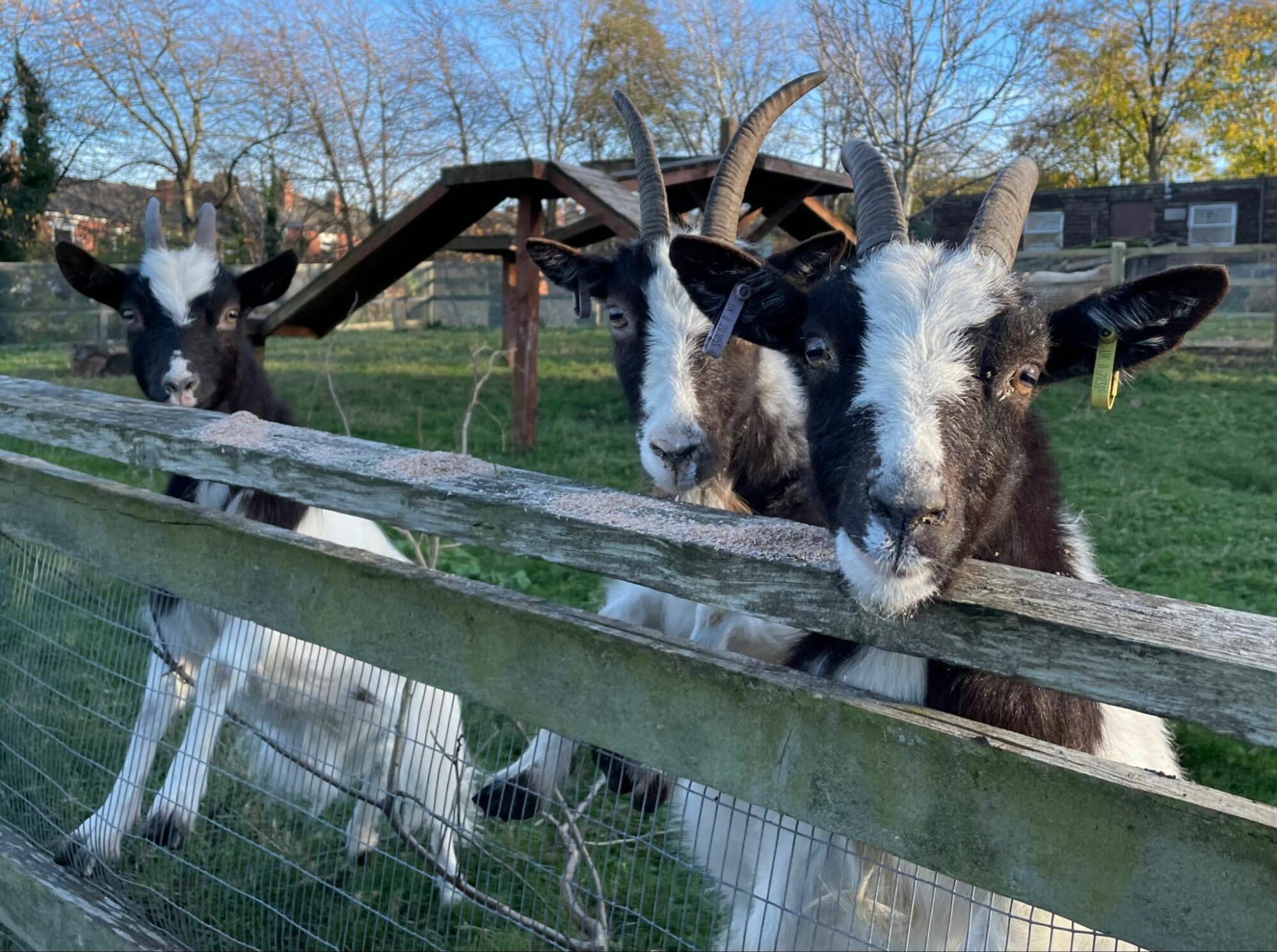 Heeley City Farm - Family Attraction in sheffield