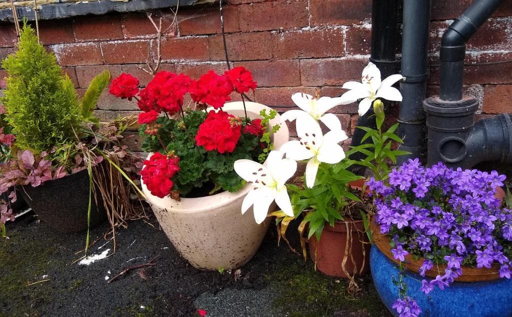 Accommodation at Mariposa Cottage in headingley