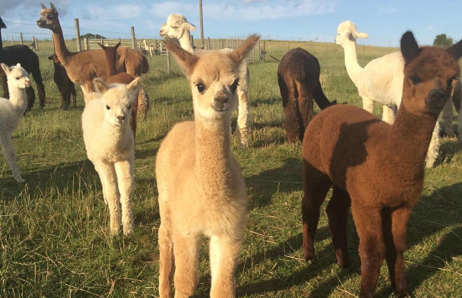 Beacon Alpacas - Attraction in husthwaite