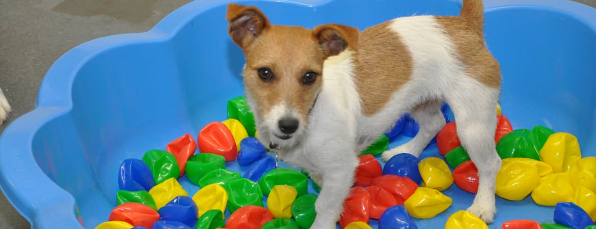 Centrebarks - Attraction in charltons