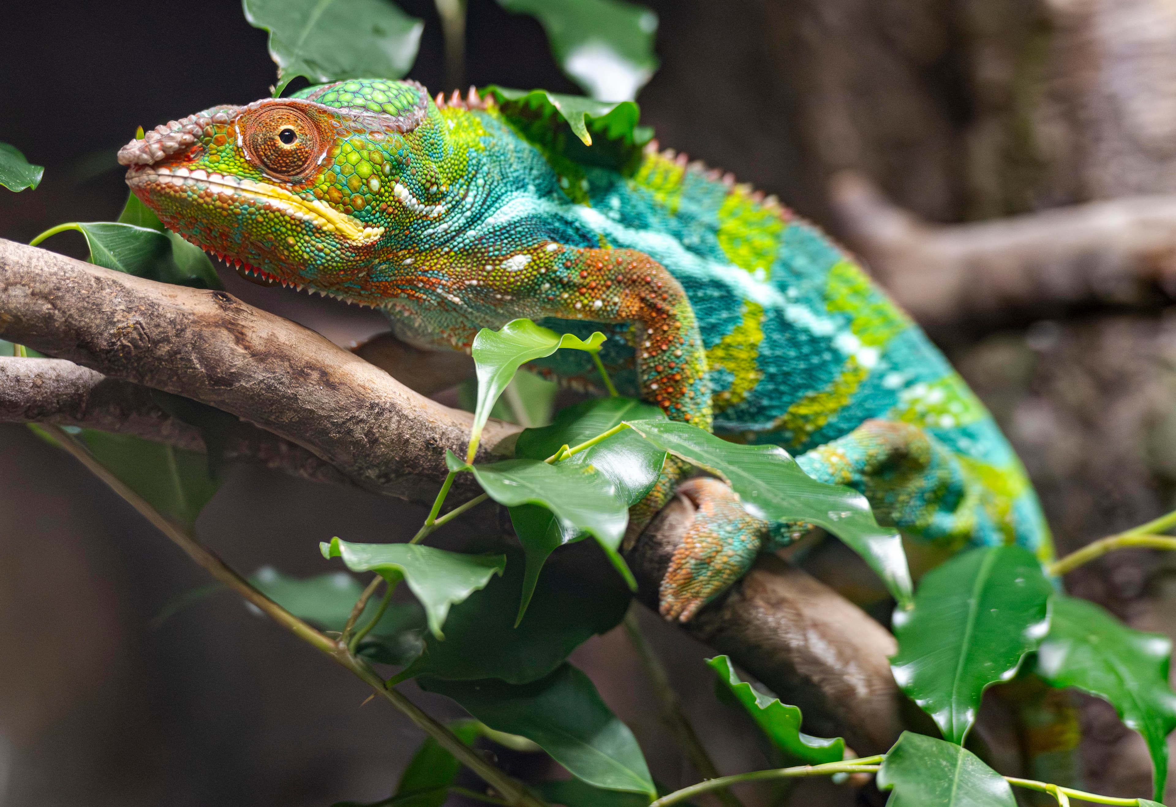 Colourful chameleon perched on a branch surrounded by lush green leaves