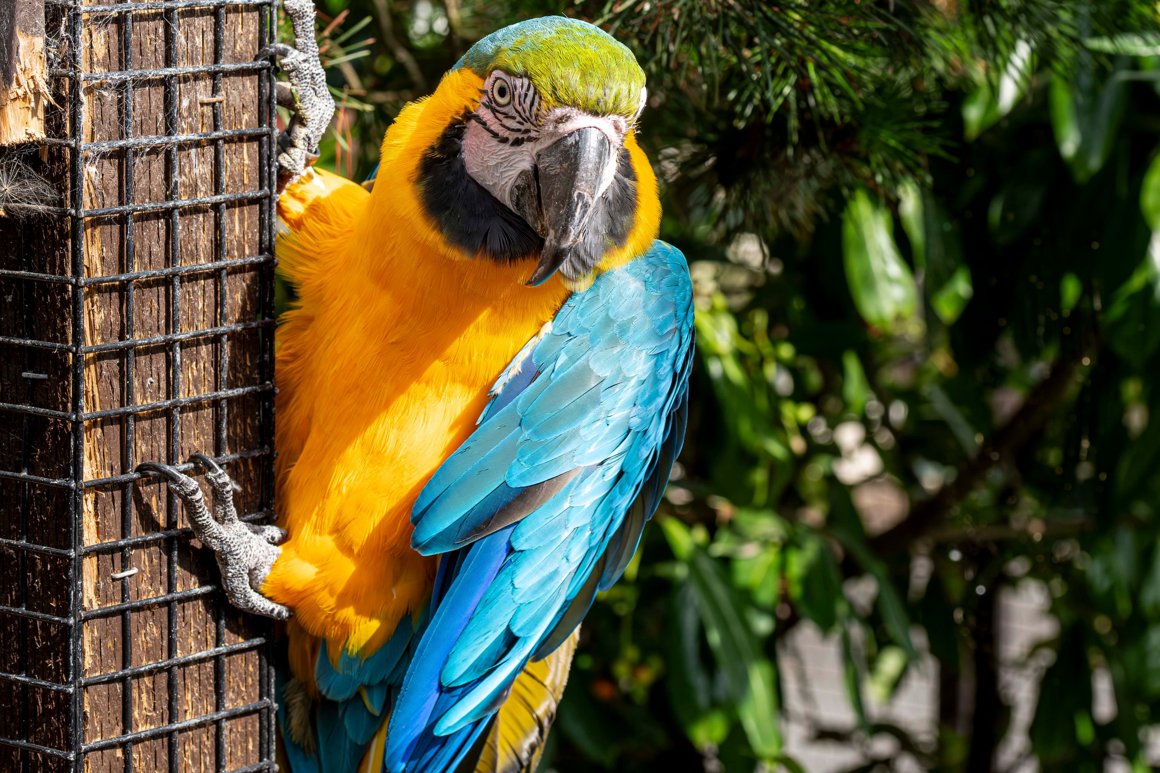 Vibrant blue and yellow macaw perched on a branch in lush greenery