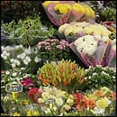 York Market - Market in york