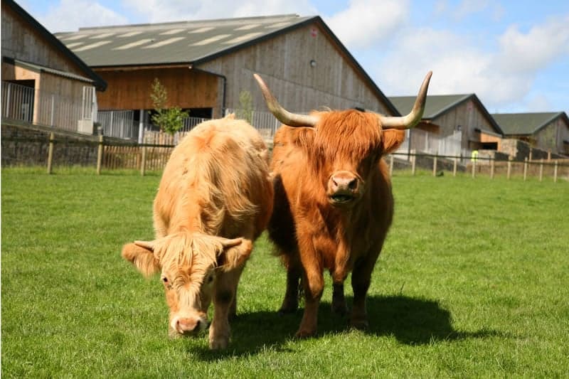 Cannon Hall Farm Image 4