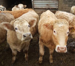 Redcliffe Farm Image 1