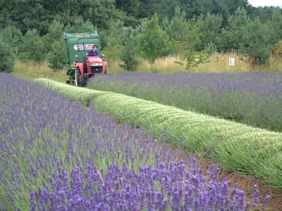 Wolds Way Lavender Image 4