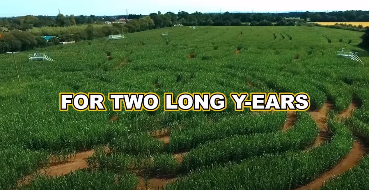 York Maze - Visitor Guide &amp; Prices Image 2