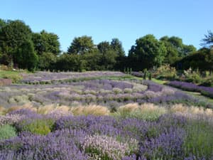 Yorkshire Lavender Image 4