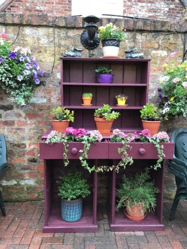 Purple shelving with potted plants against a brick wall, surrounded by vibrant hanging flowers in York.