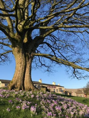 Bridge Cottage, Bainbridge, with riverside garden! Image 2