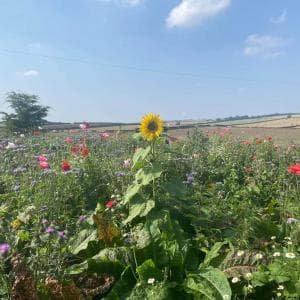 Westmoreland Cottage Image 2