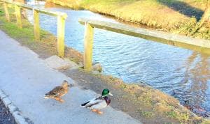 Duck Beck Cottage, Swainby Village, North Yorks. Image 1