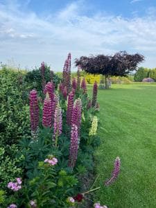 Ticketyboo Suites Image 2