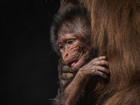 Visit Yorkshire Wildlife Park In Doncaster Image 10