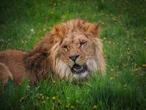 Visit Yorkshire Wildlife Park In Doncaster Image 5