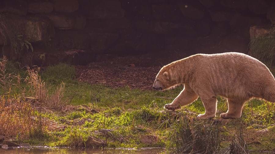 Visit Yorkshire Wildlife Park In Doncaster Image 11