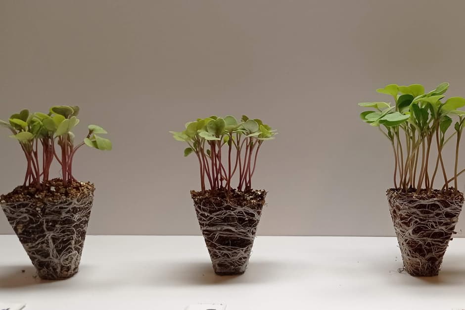 How Royal Horticultural Society's No New Peat Plant Initiative Makes Eco-Friendly Gardening Effortless for UK Gardeners