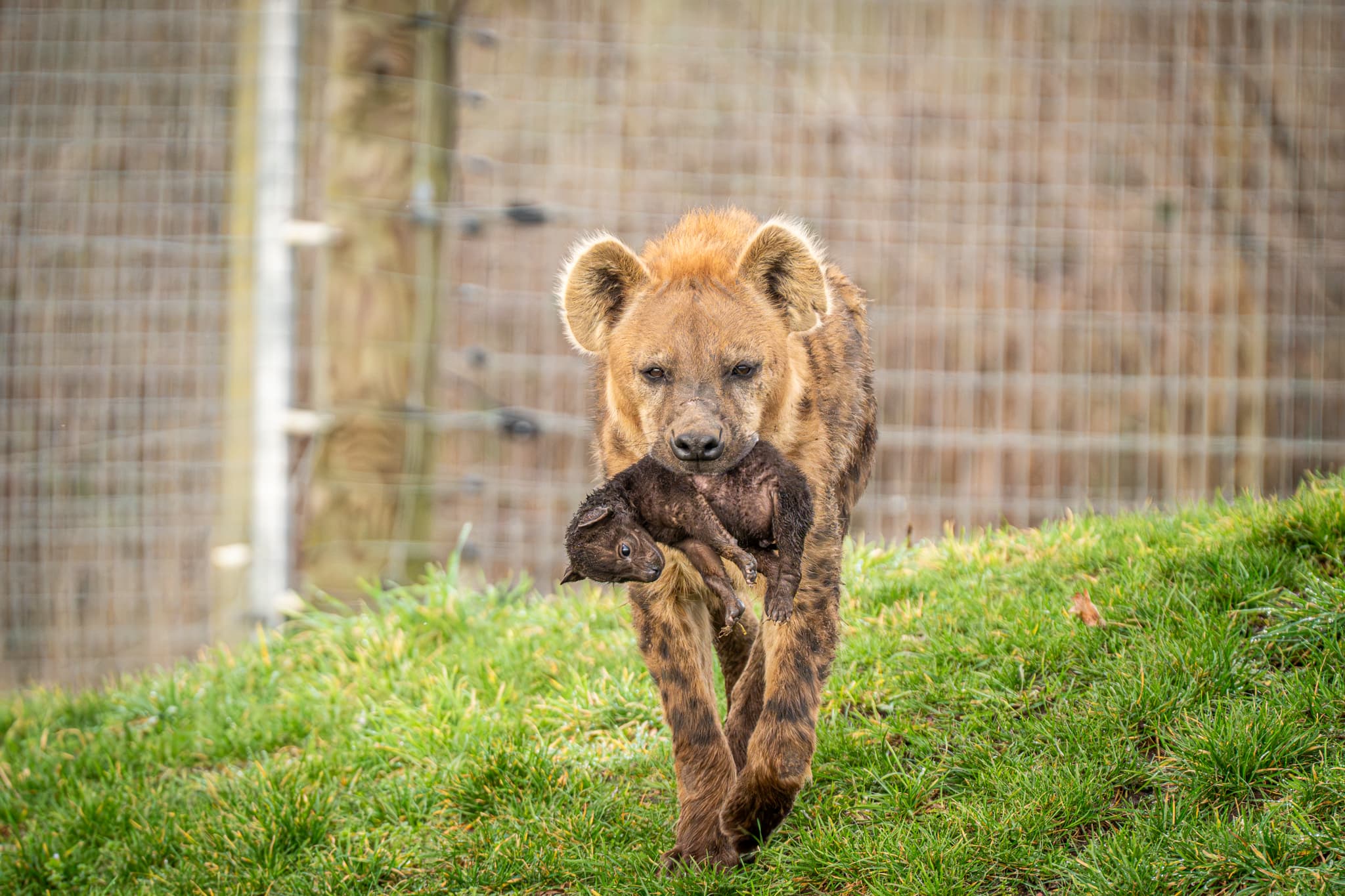 Hyena carrying a small animal on grassy enclosure