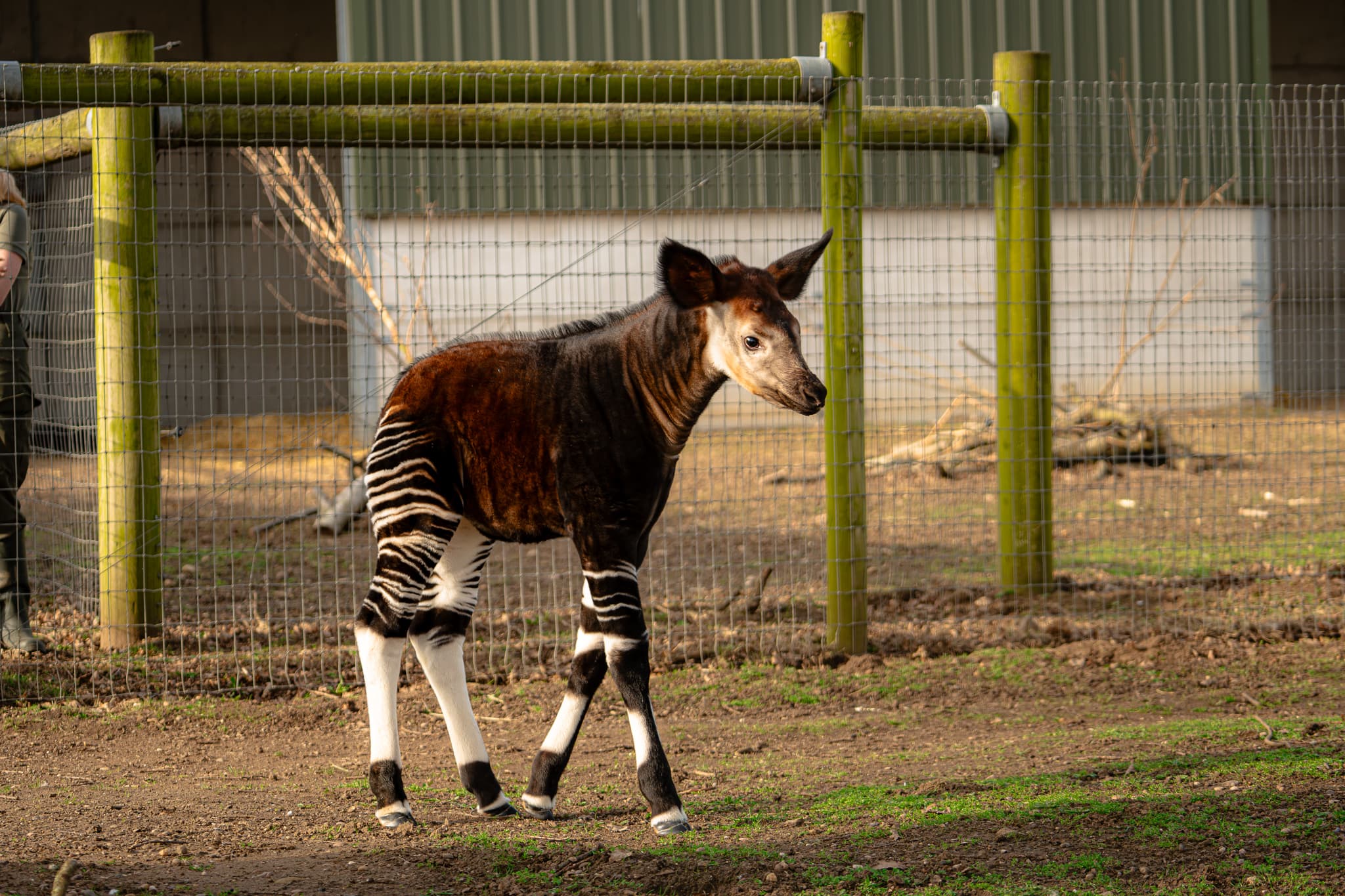 Okapi calf with striped legs standing in a fenced enclosure