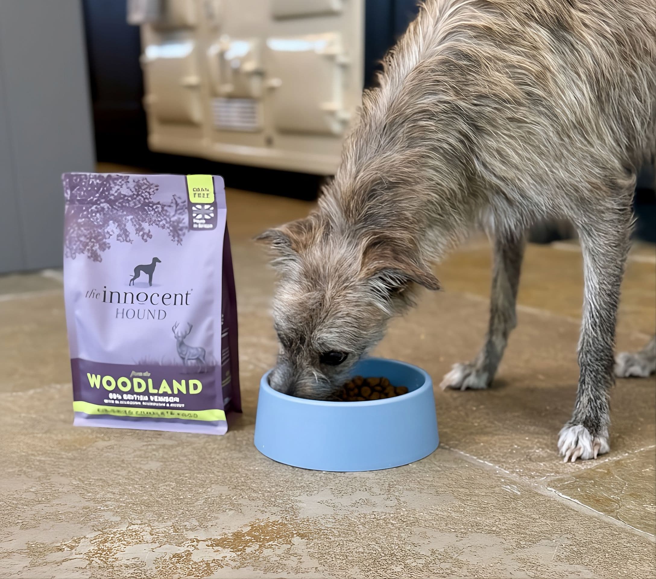 Scruffy dog eating from blue bowl beside woodland dog food