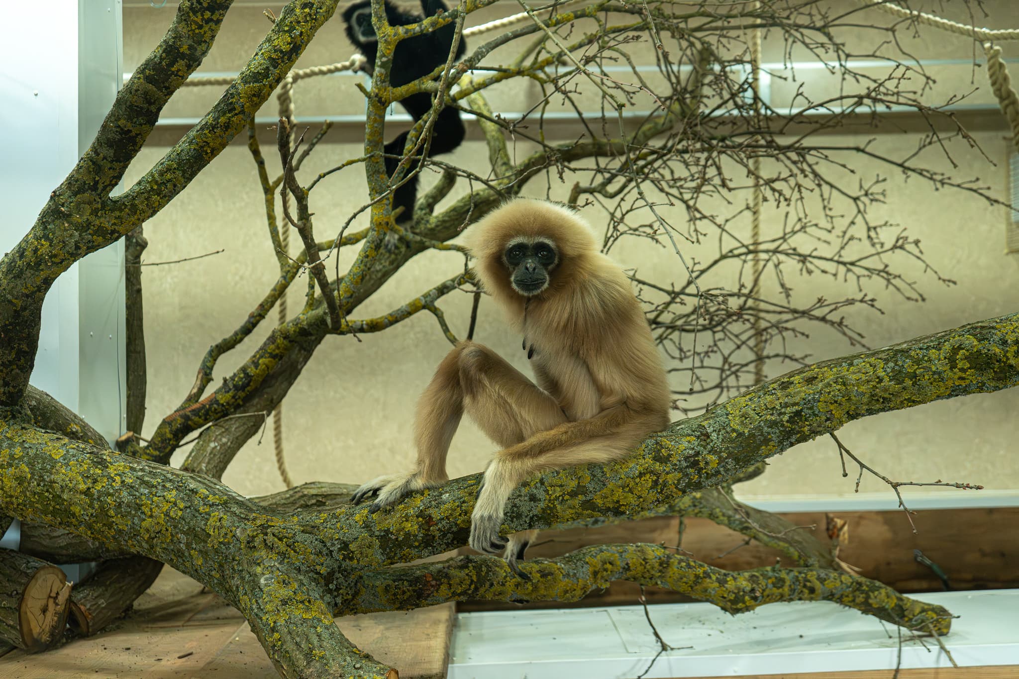Golden-cheeked gibbon sitting on a tree branch indoors