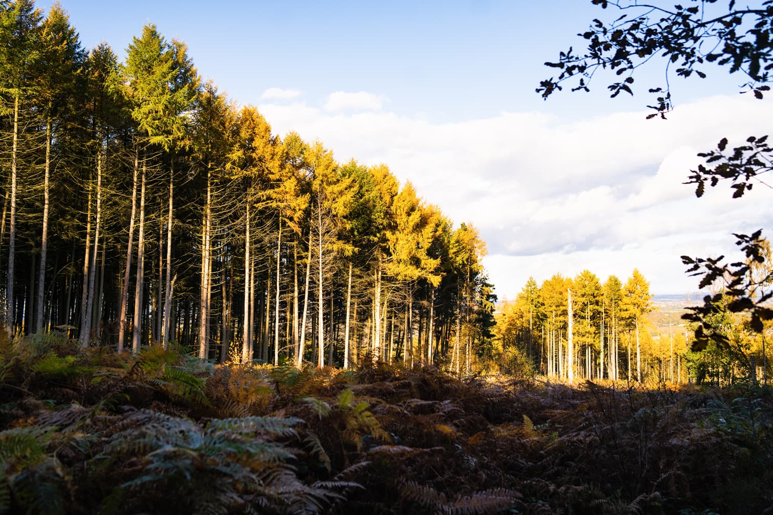 Greno and Wharncliffe Woods Circular