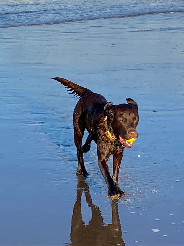 Merlin the Chocolate Wizard's Sandsend Walk