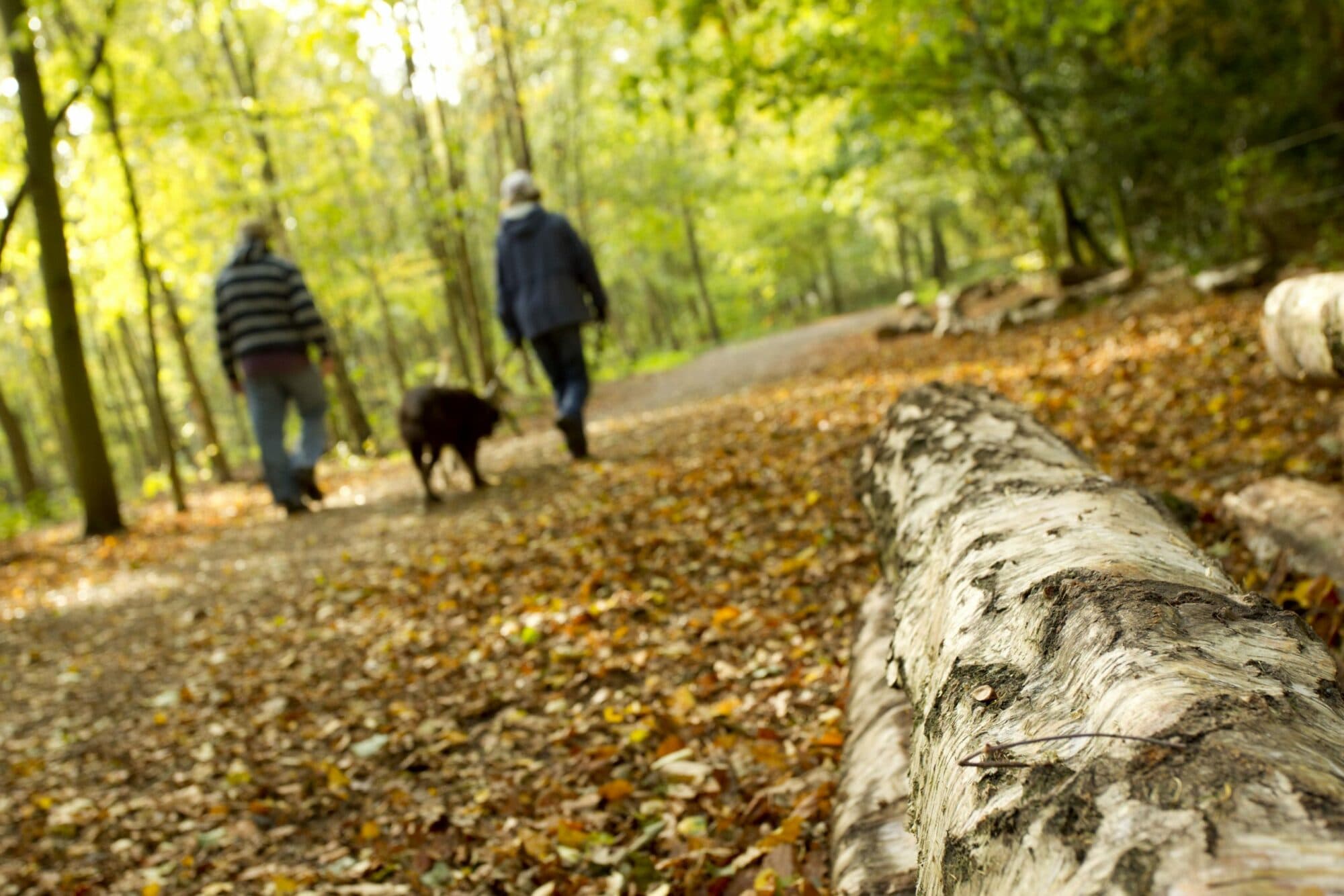 Dog walkers: Top tips for keeping wildlife safe