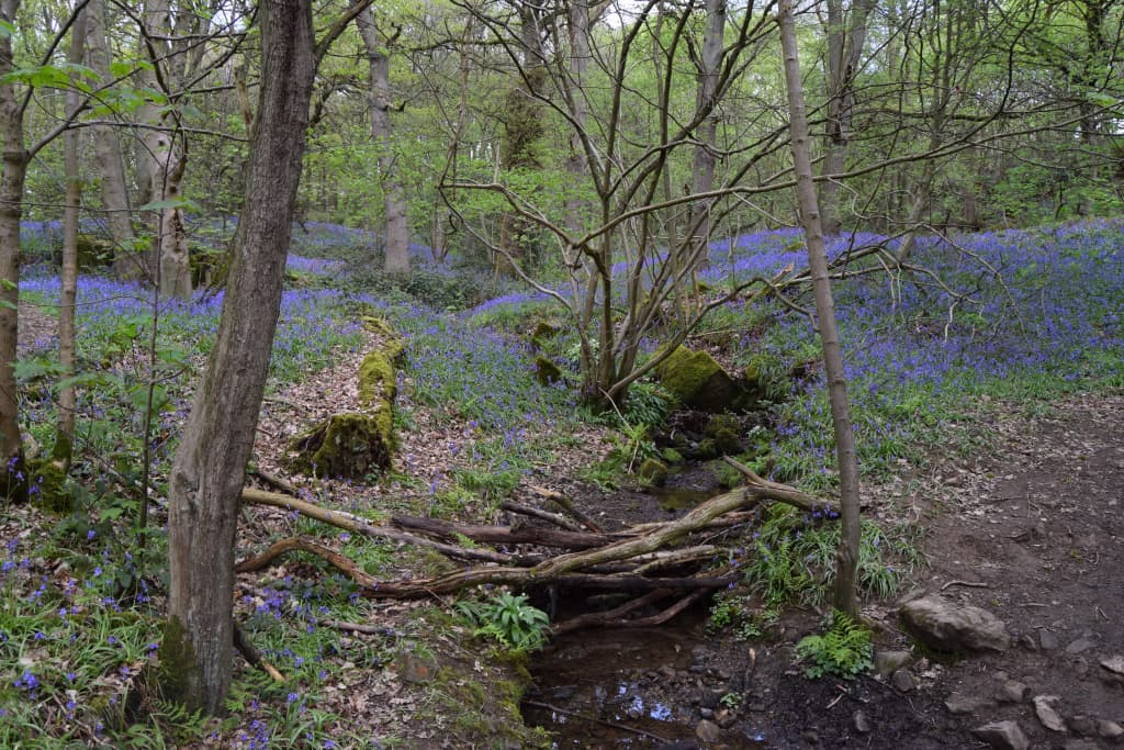 The Bluebells of Ilkley's Middleton Woods