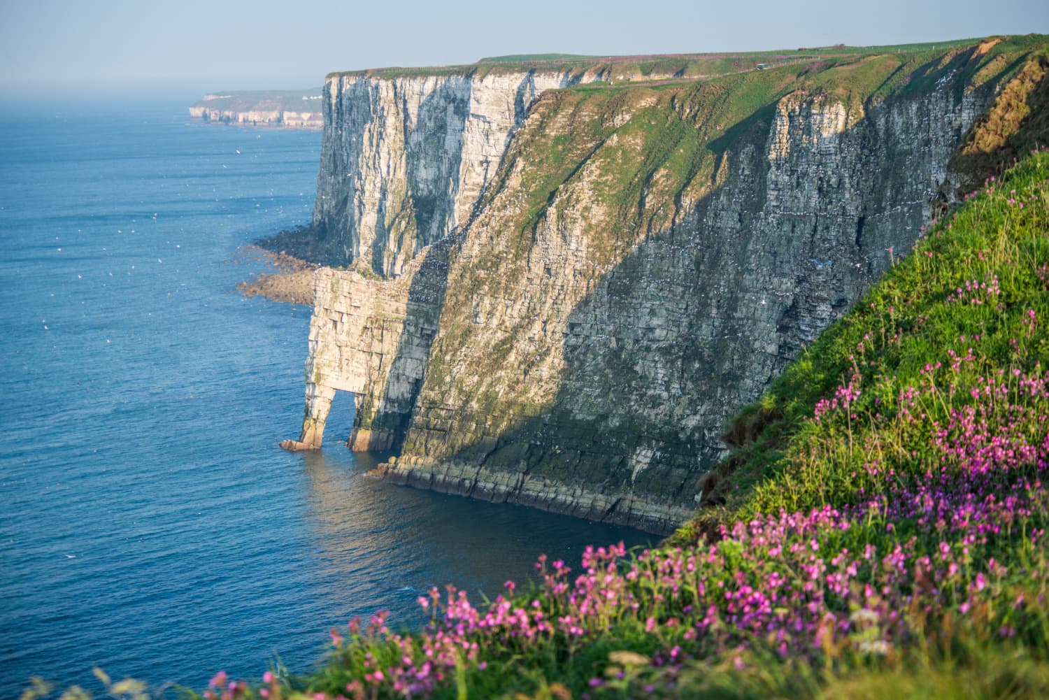 Walk: Bempton Cliffs