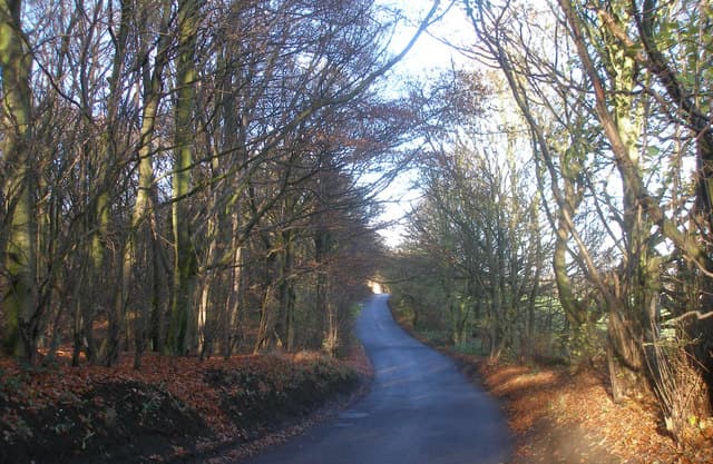 Walk: Wombwell Wood