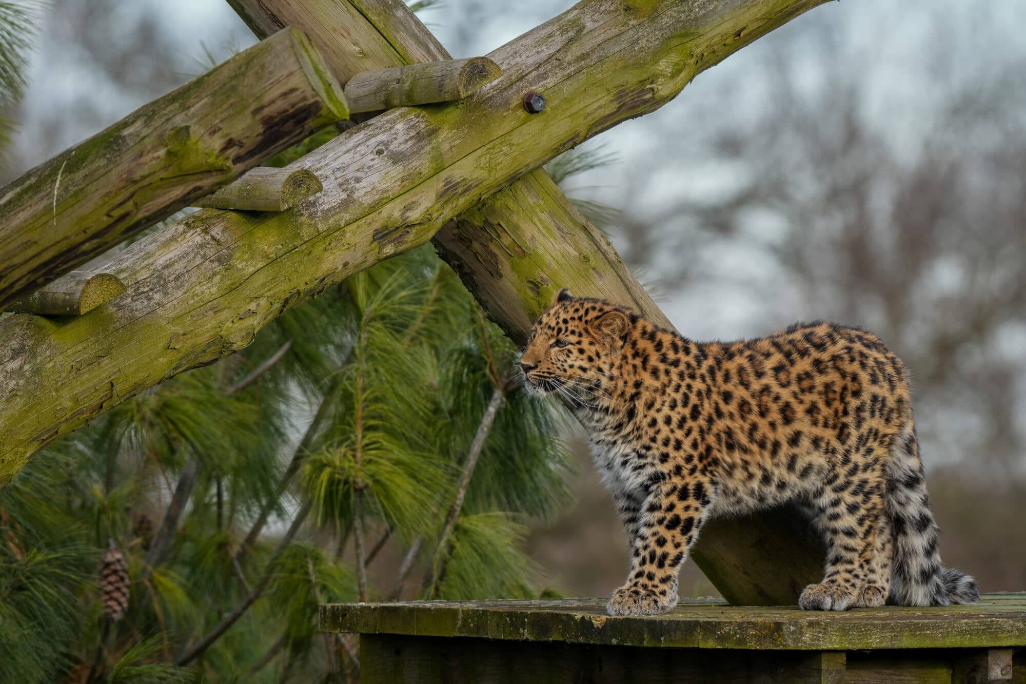 Aukley at Yorkshire Wildlife Park