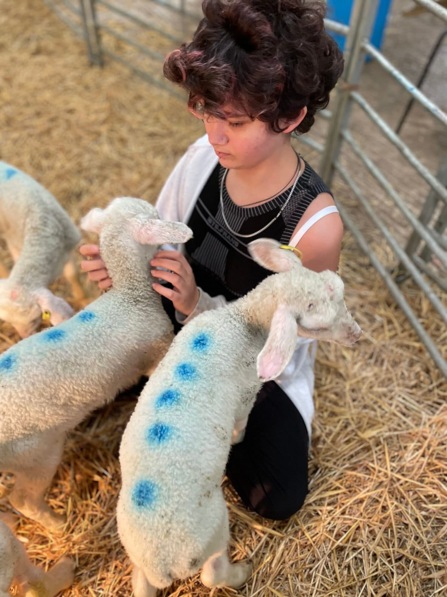 Whirlow Farm Fayre 2024 - Treat the Whole Family to an Unforgettable Day