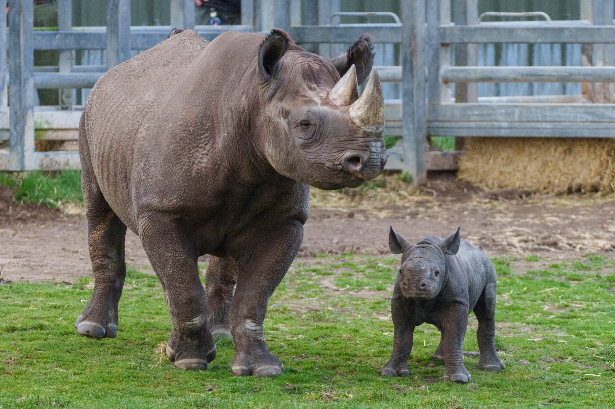 new baby Rhino at YWP