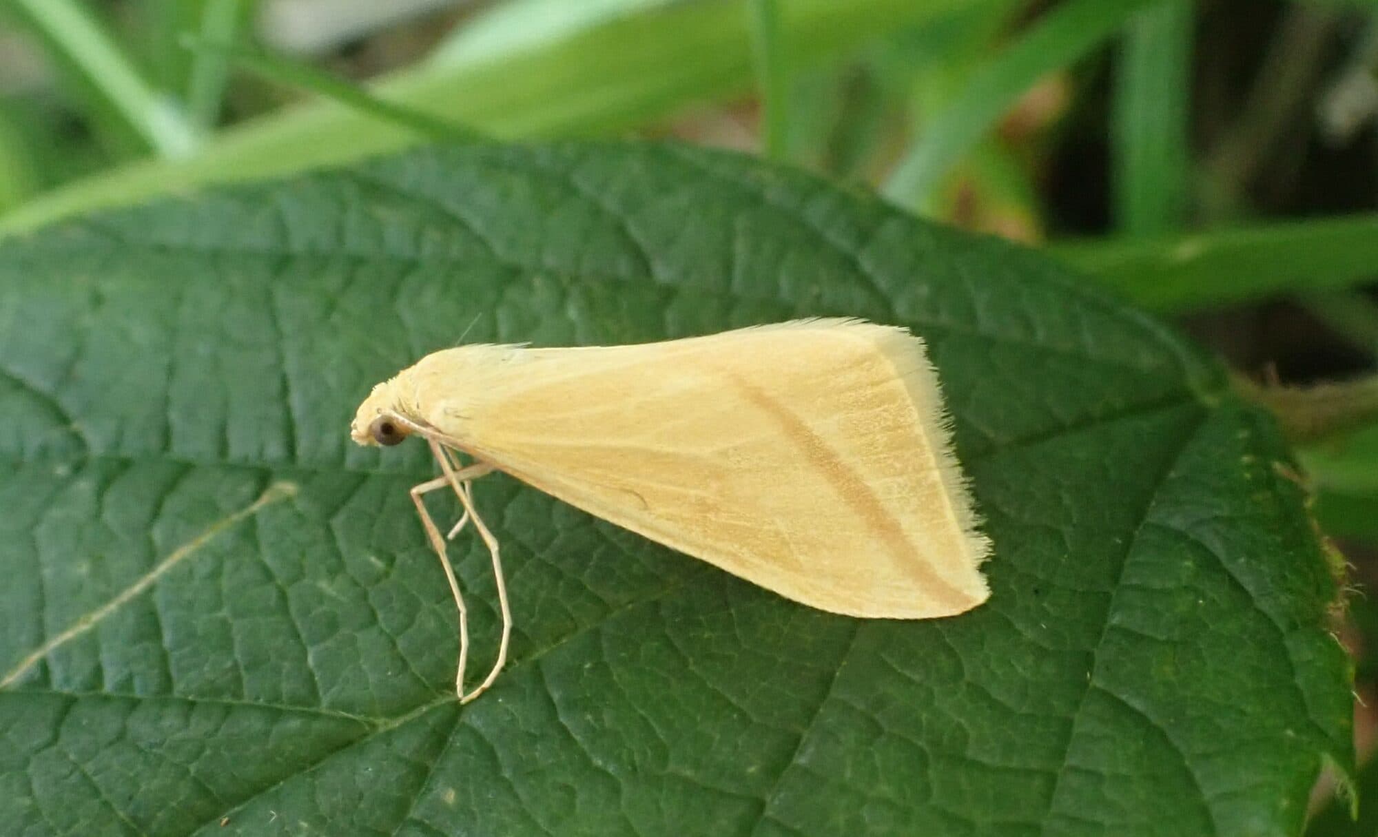 How tree planting initiatives boost moth biodiversity in Yorkshire
