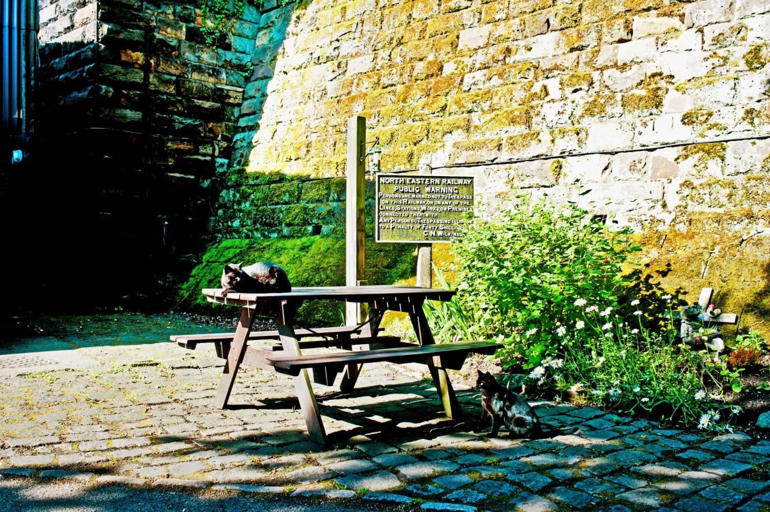 Celebrating International Cat Day in Yorkshire: a purr-fect adventure