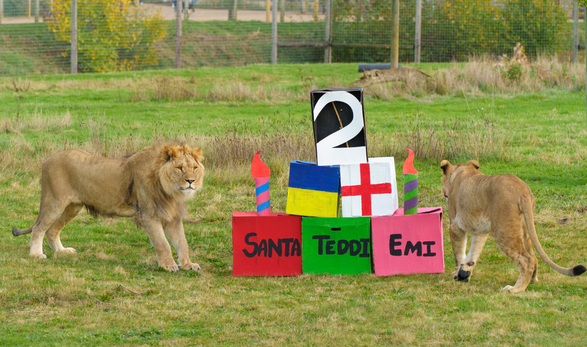 Happy 2nd birthday to YWP's rescued lion cubs