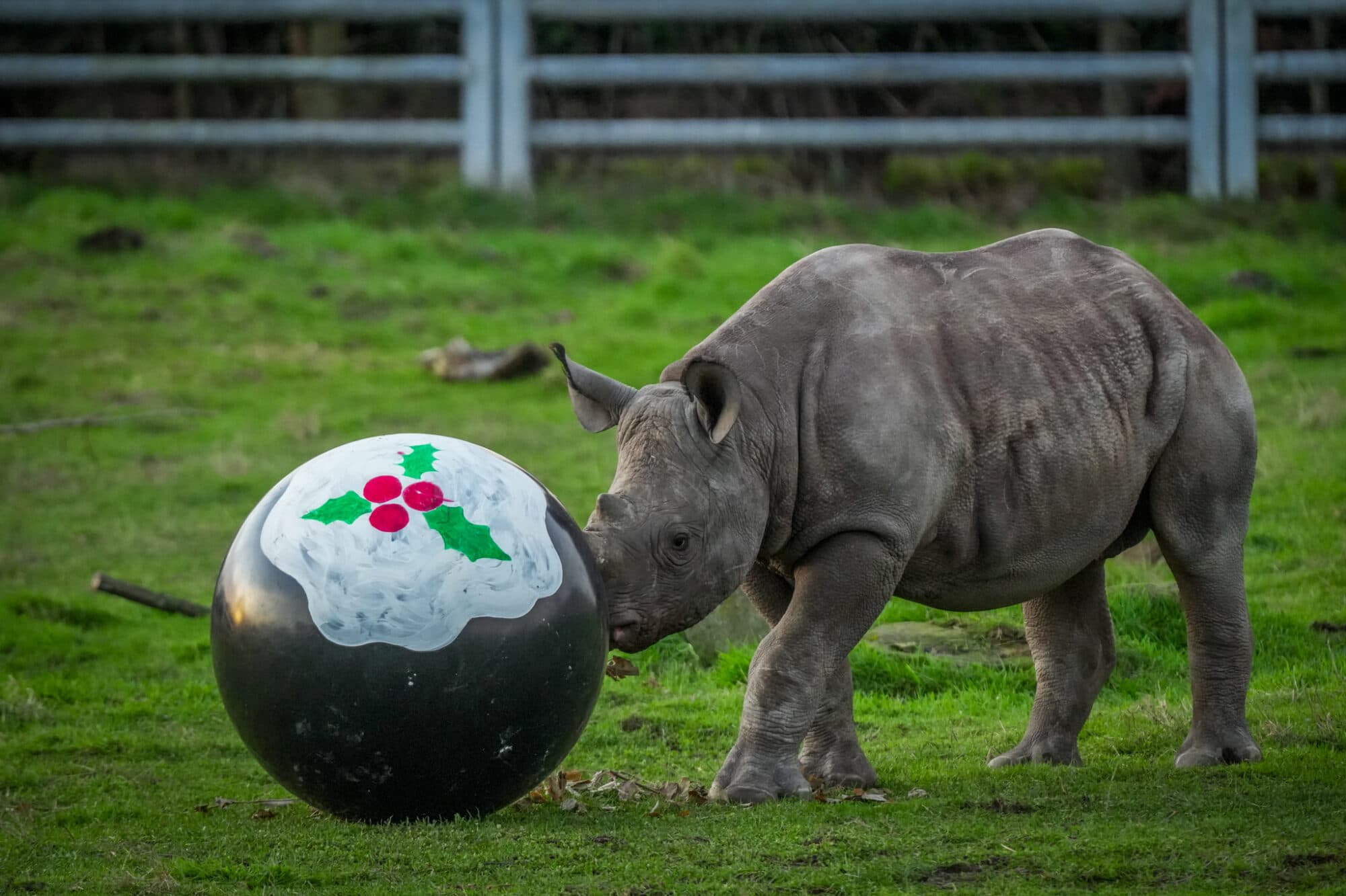 Yorkshire Wildlife Park: A Year in Pictures 2024