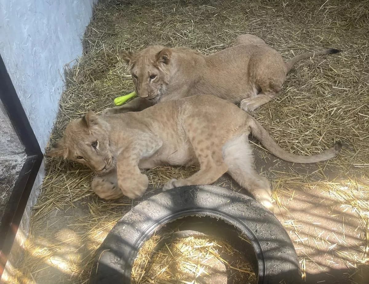 lion cubs