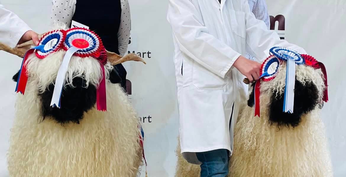 Where To See The Valais Blacknose Sheep Show And Sale In Yorkshire 2025