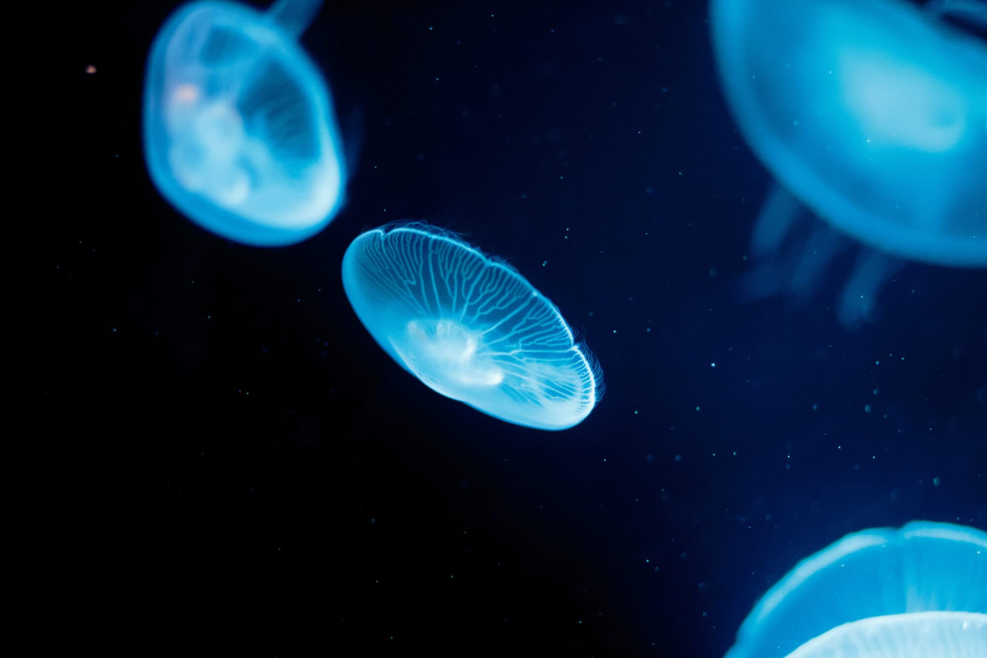 What Is The Jellyfish Event At The Deep Hull This Half-Term October