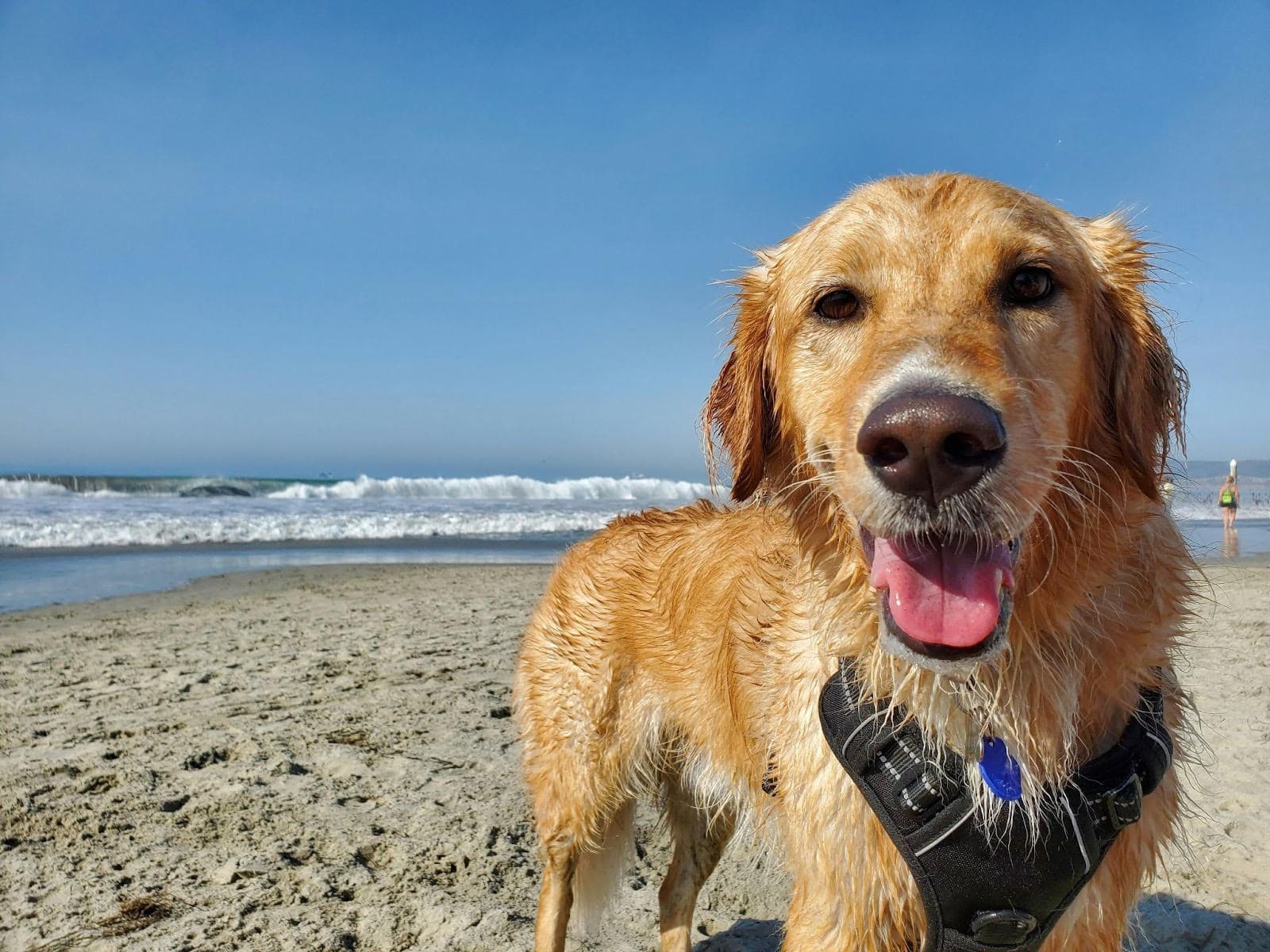 What Are The Best Dog-Friendly Beaches In Yorkshire For An Autumn Walk?