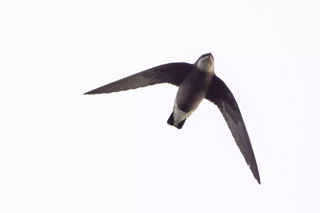 Rare White-throated Needletail Sighting In East Yorkshire