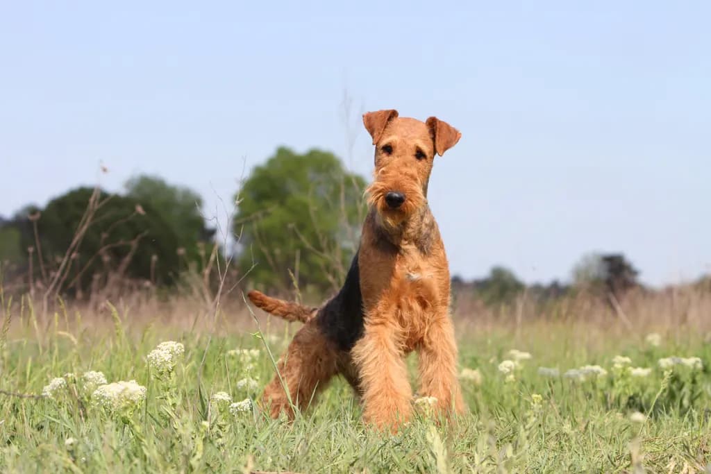Airedale Terrier