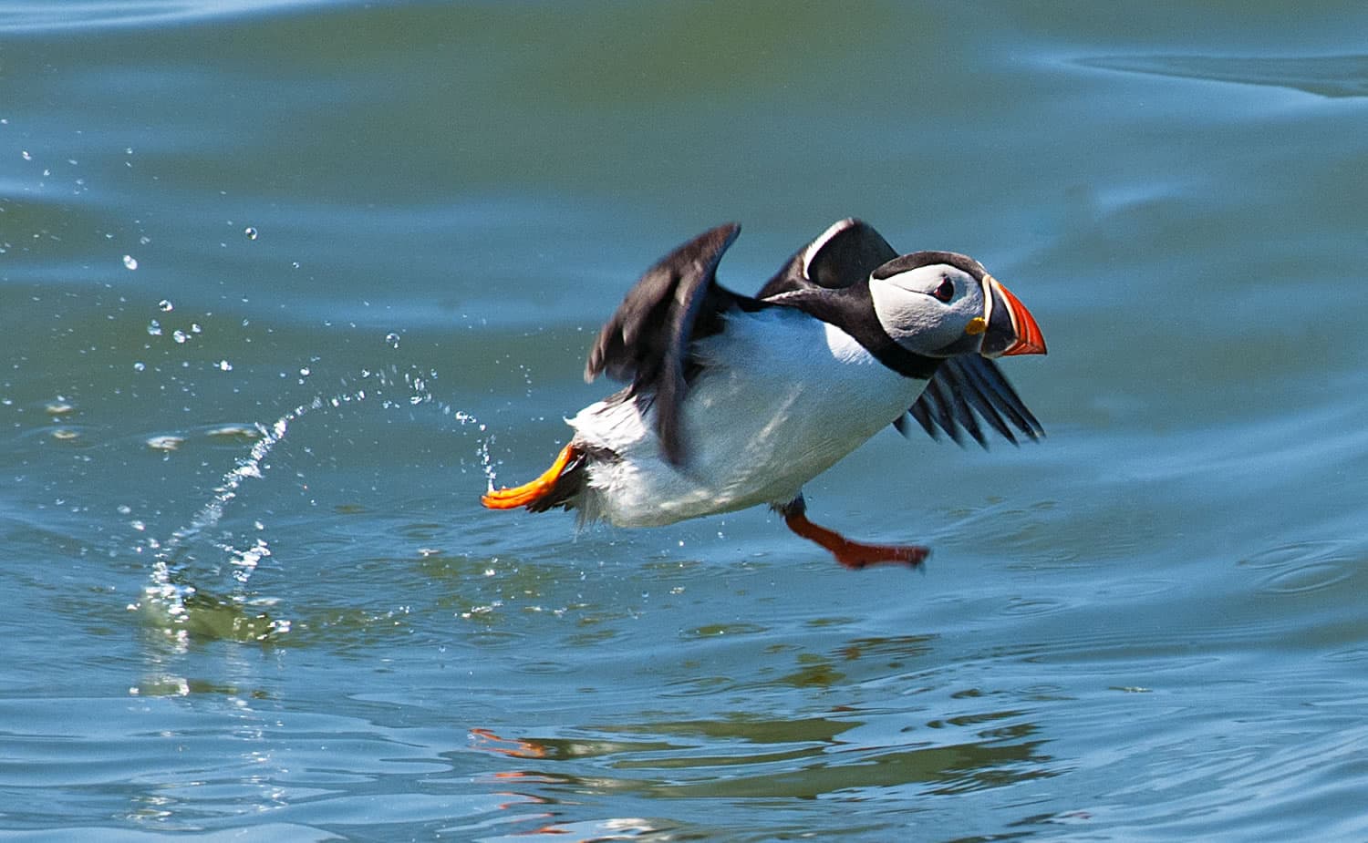 RSPB Bempton Cliffs - Natural Features in bridlington